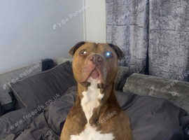 American bulldog cross STUD