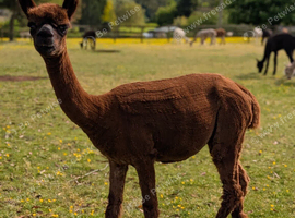 3 Non Breeding Females For Sale