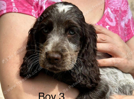 KC registered show cocker spaniels