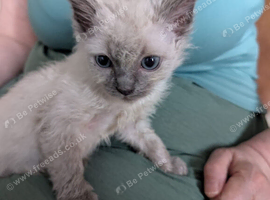 Ragdoll kittens