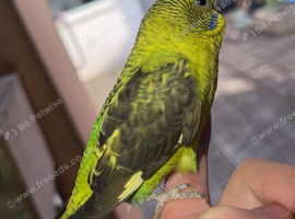 3 mutation budgies