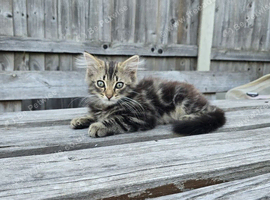 Bengal cross