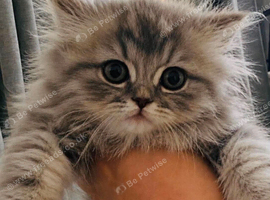 British Longhair Pedigree kitten
