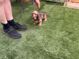 Wire-Haired Dachshund