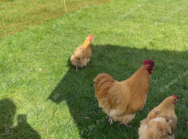 BUFF ORPINGTON COCKEREL