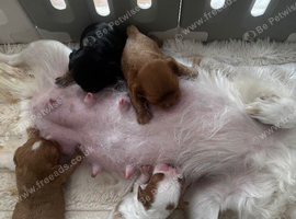 3 cavalier boy puppies available