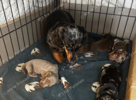 Miniature daschund x5