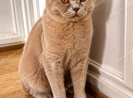 British shorthair lilac female