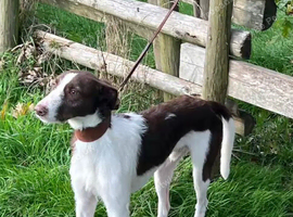 collie greyhound