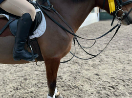 13.3/14h 9 year old mare