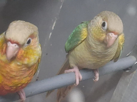 Hand reared conures