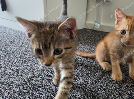 2 beautiful kittens ready to leave