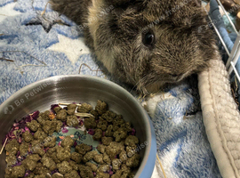 Male guinea pig