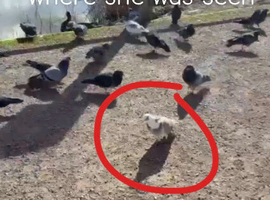 Pigeon