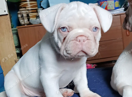 French Bulldog puppies full visual pink & platinum white, health tested