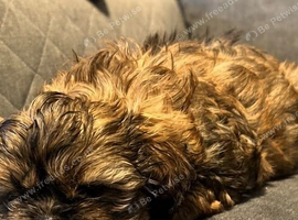 Shih Tzu Puppies Ready Now