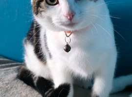 Cat for sale &pound;50