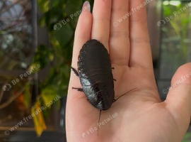 Hissing roaches