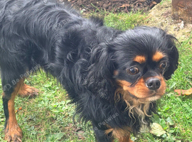 Cavalier King Charles Black and Tan boy