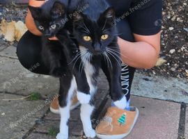Kittens for sale