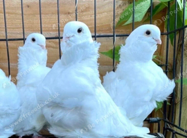 RARE WHITE CHINESE OWL PIGEONS