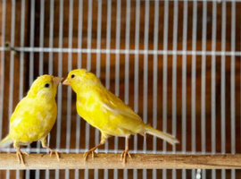 Canary birds