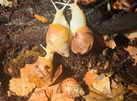 4 giant African land snails - can be sold separately