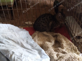 One kitten still wait forever home