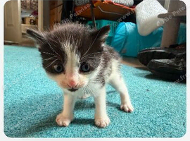 Kittens