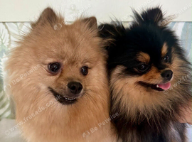 Pomeranian puppies