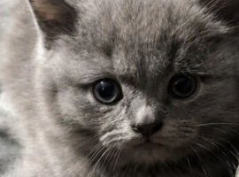 8 week old BSH
