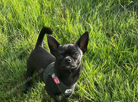 Black male