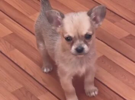 Tiny small chihuahua girl