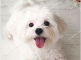 Maltese xxs
