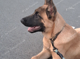 Belgian malinois x dutch herder