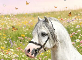 Stunning Welsh section a licensed stallion