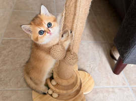 Golden Chinchilla Scottish Fold Kittens &ndash; Teddy Bear Faces