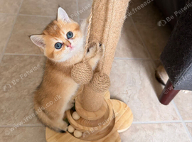 2 left! Golden Chinchilla Scottish Kittens &ndash; Teddy Bear Faces in London