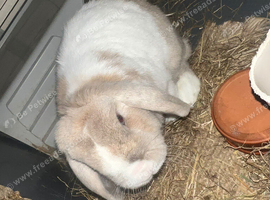 Lovely Neutered Male Rabbit Looking for a Loving Home