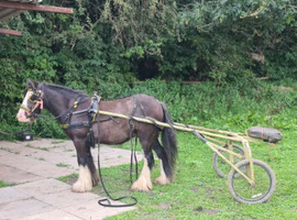 Handsome 5yo first pony