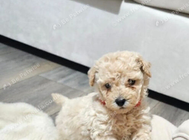 Poochon puppies