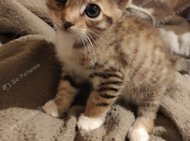 Bengal x kittens price reduced