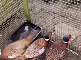 Pheasant