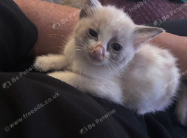 Half ragdoll kitten