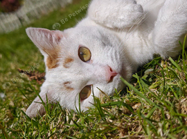 Mother & Son cats