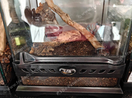 Featherleg Baboon Tarantula Unsexed Juvenile