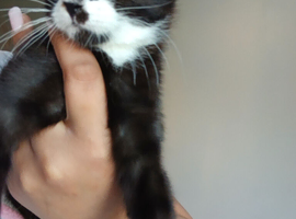 Kittens for sale