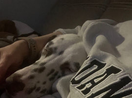 11 month female Dalmatian