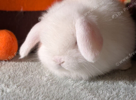 Mini lop