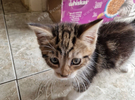 4 kittens